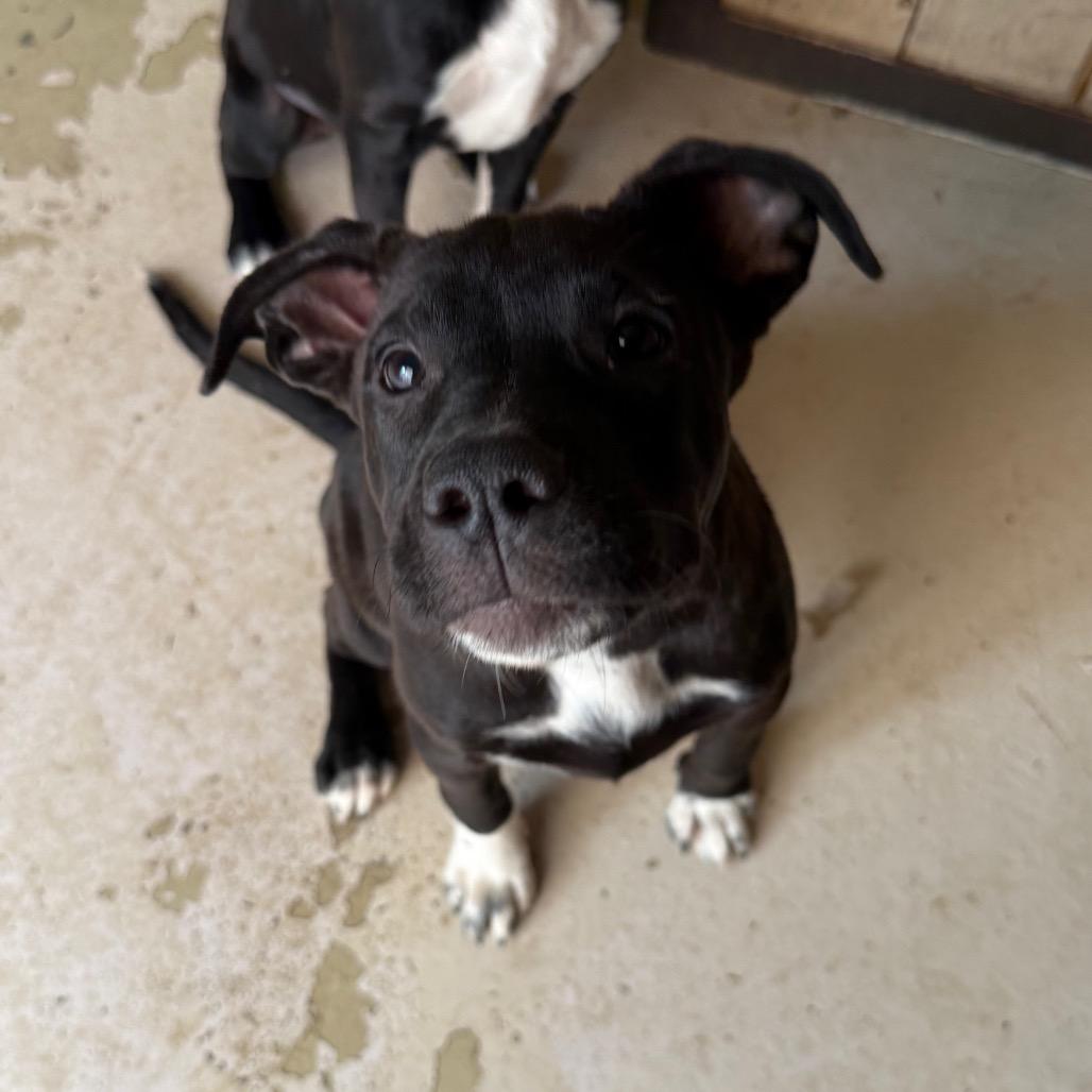 Shania, a Adoptable mixed breed in Grand Junction, CO image 2/3