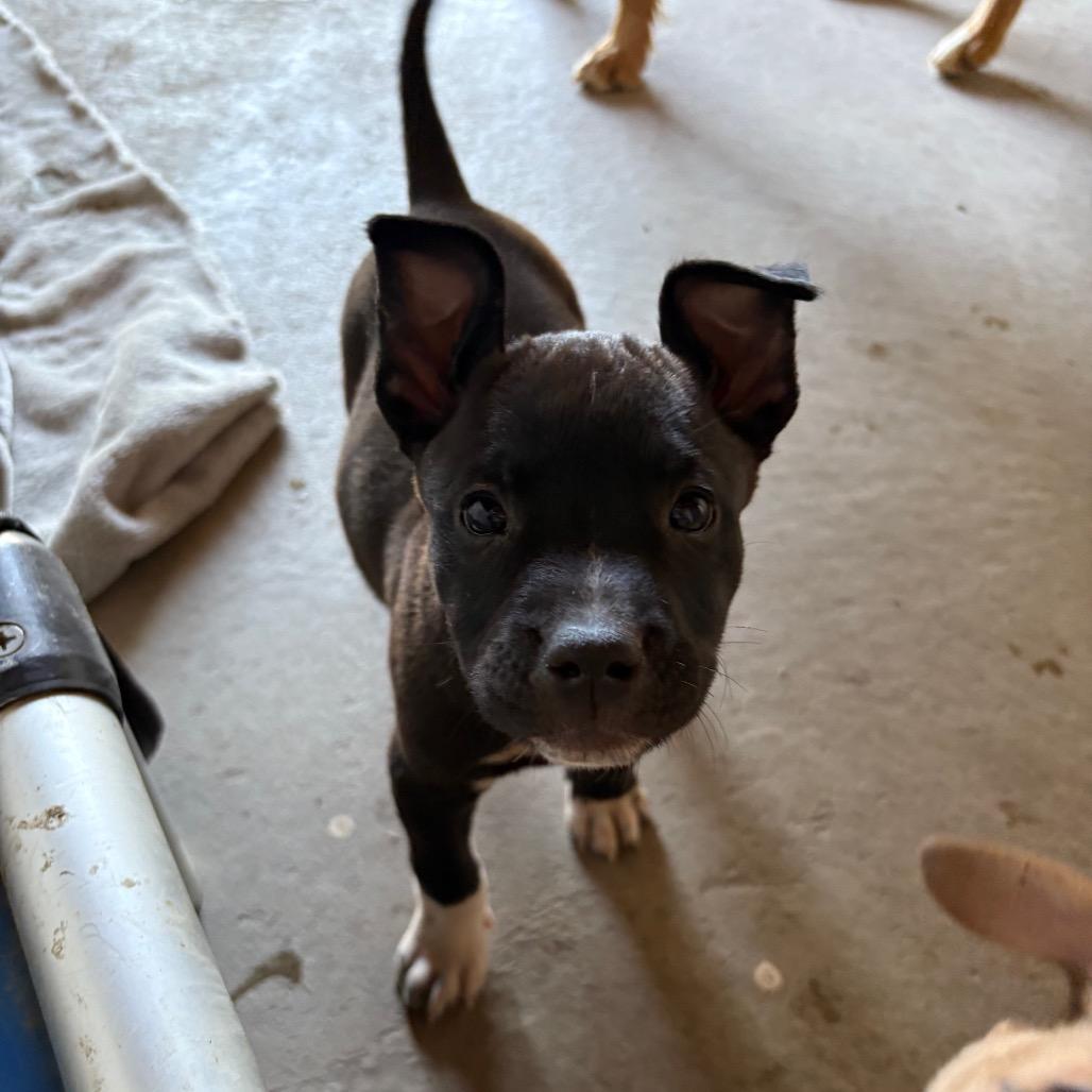 Shania, a Adoptable mixed breed in Grand Junction, CO image 3/3