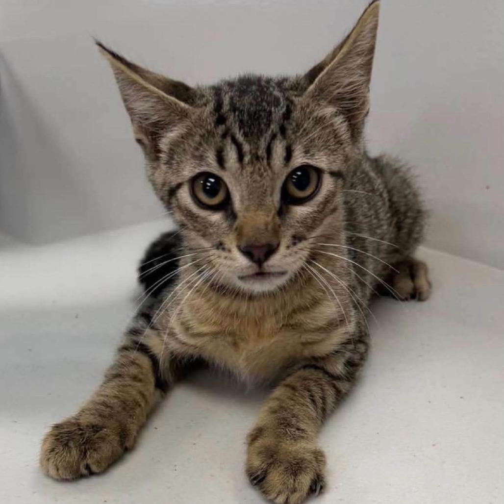 Enlarge KCAC #634.26, a Adoptable Domestic Short Hair in Kerrville, TX image 1/1