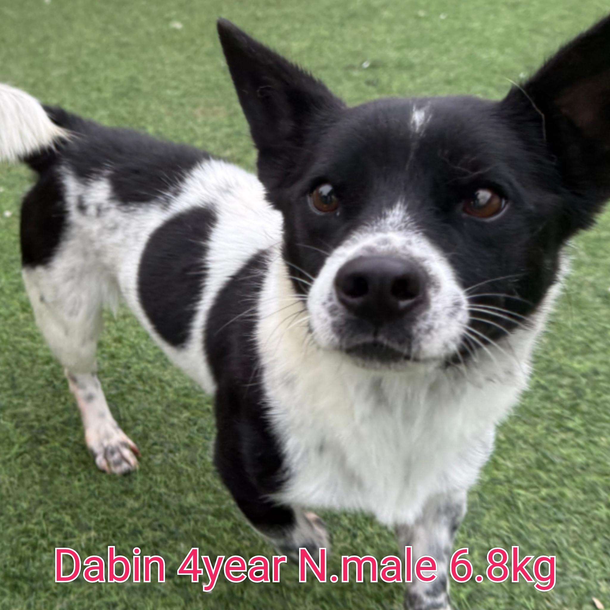 Dabin, Adoptable, Adult Male Terrier.
