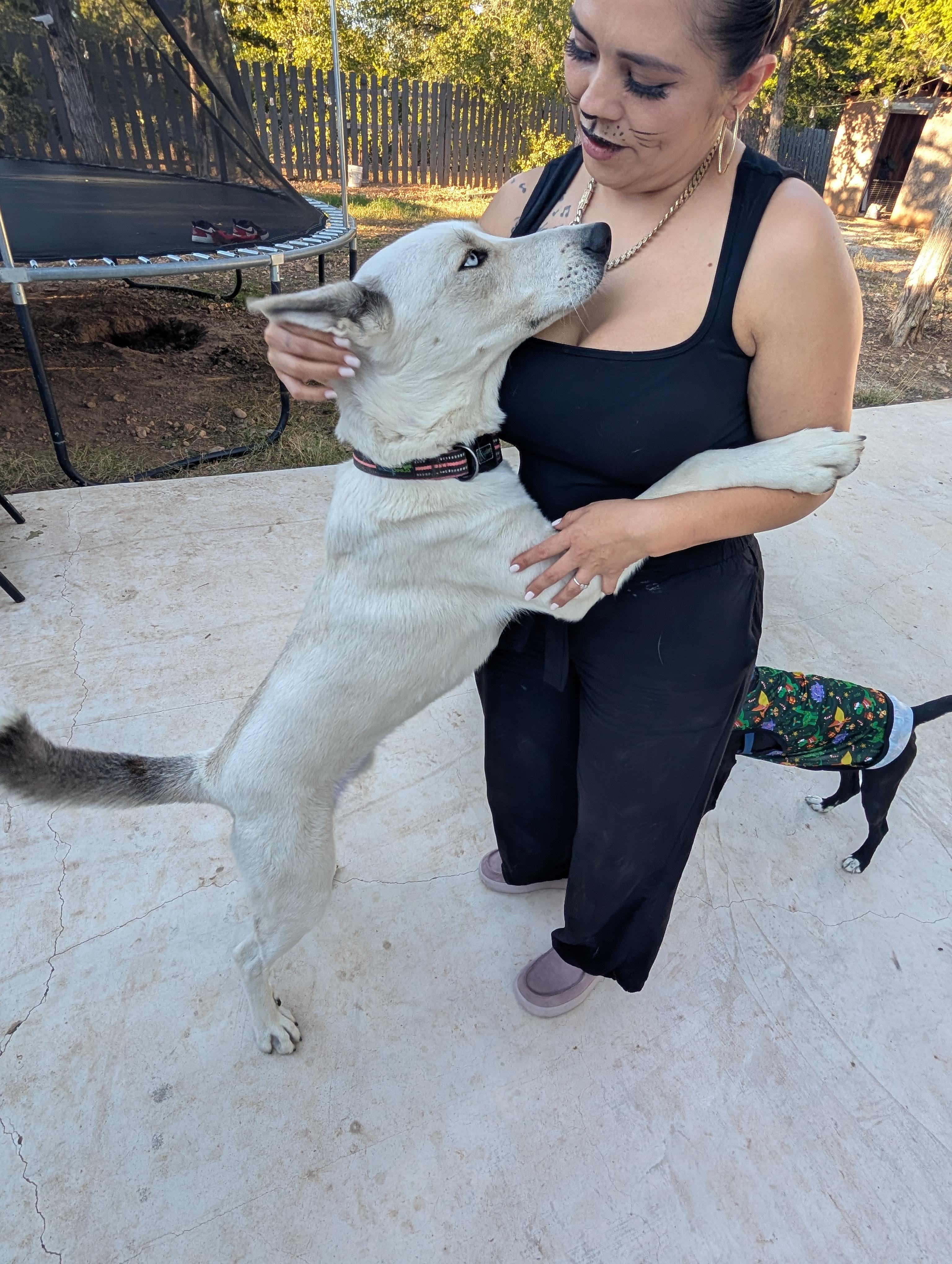 Coyote , Adoptable, Adult Male White German Shepherd & Siberian Husky.