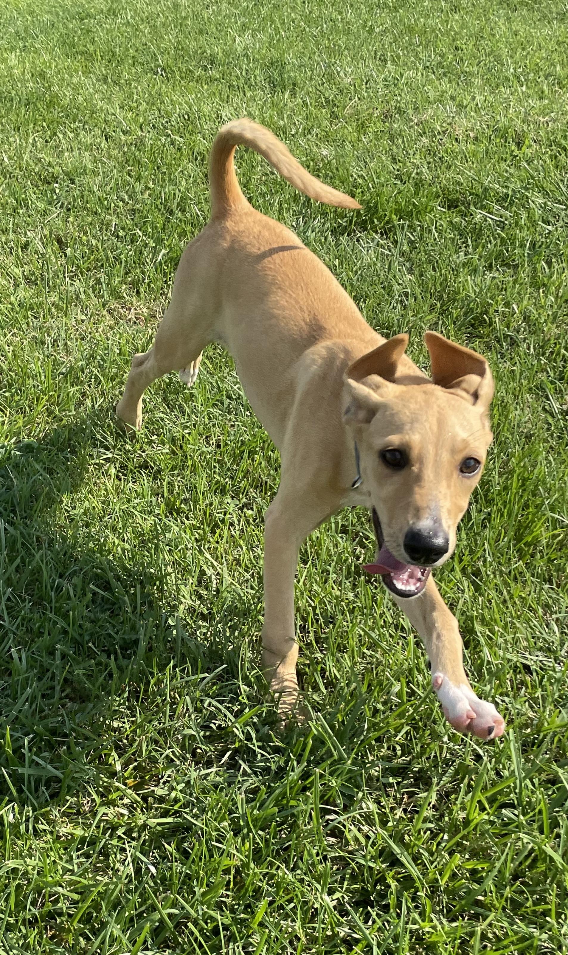 Sunny, Adopted, Young Male Hound.