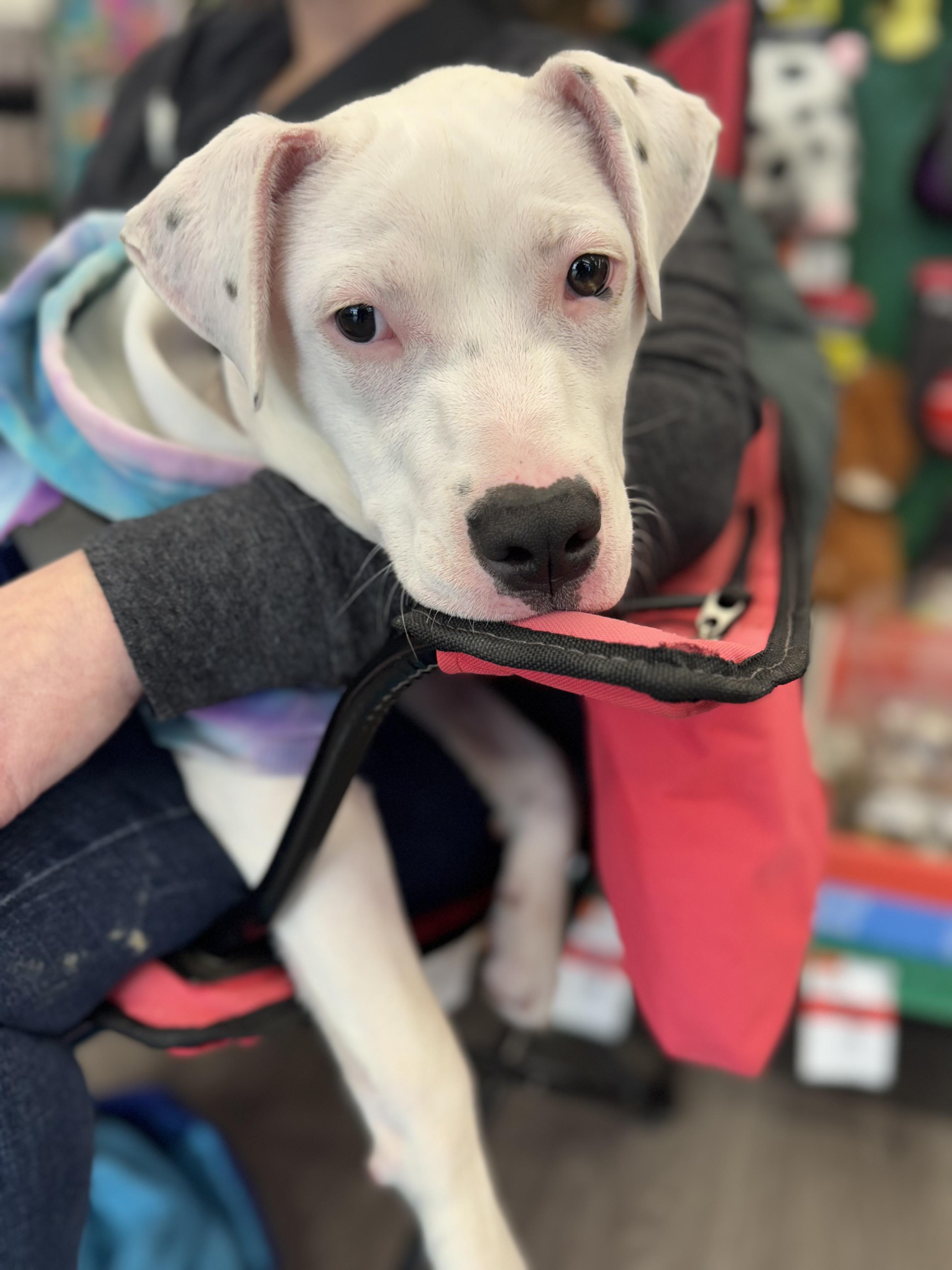 Ophelia, Adopted, Young Female Pit Bull Terrier & American Staffordshire Terrier.