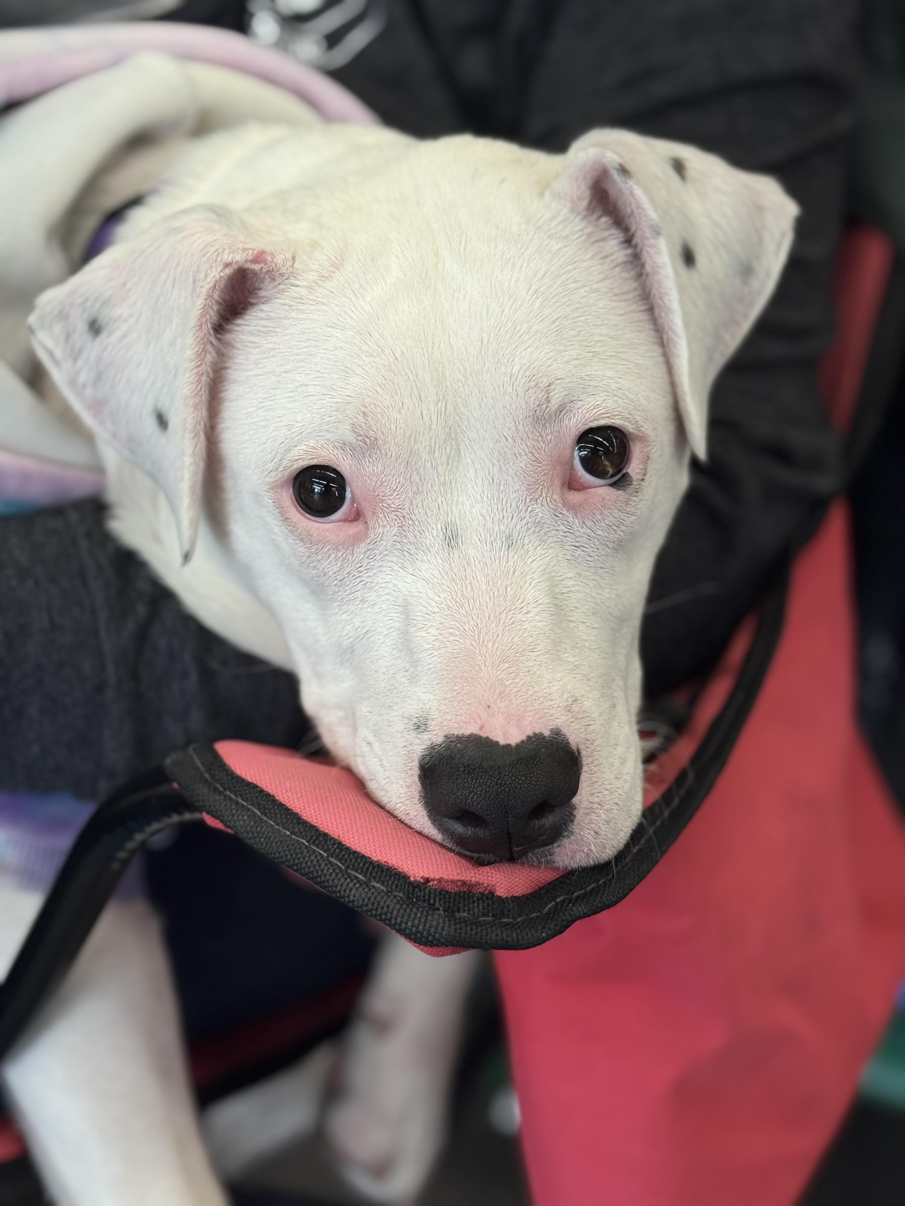 Enlarge Ophelia, a Adopted mixed breed in Troy, MI image 2/6