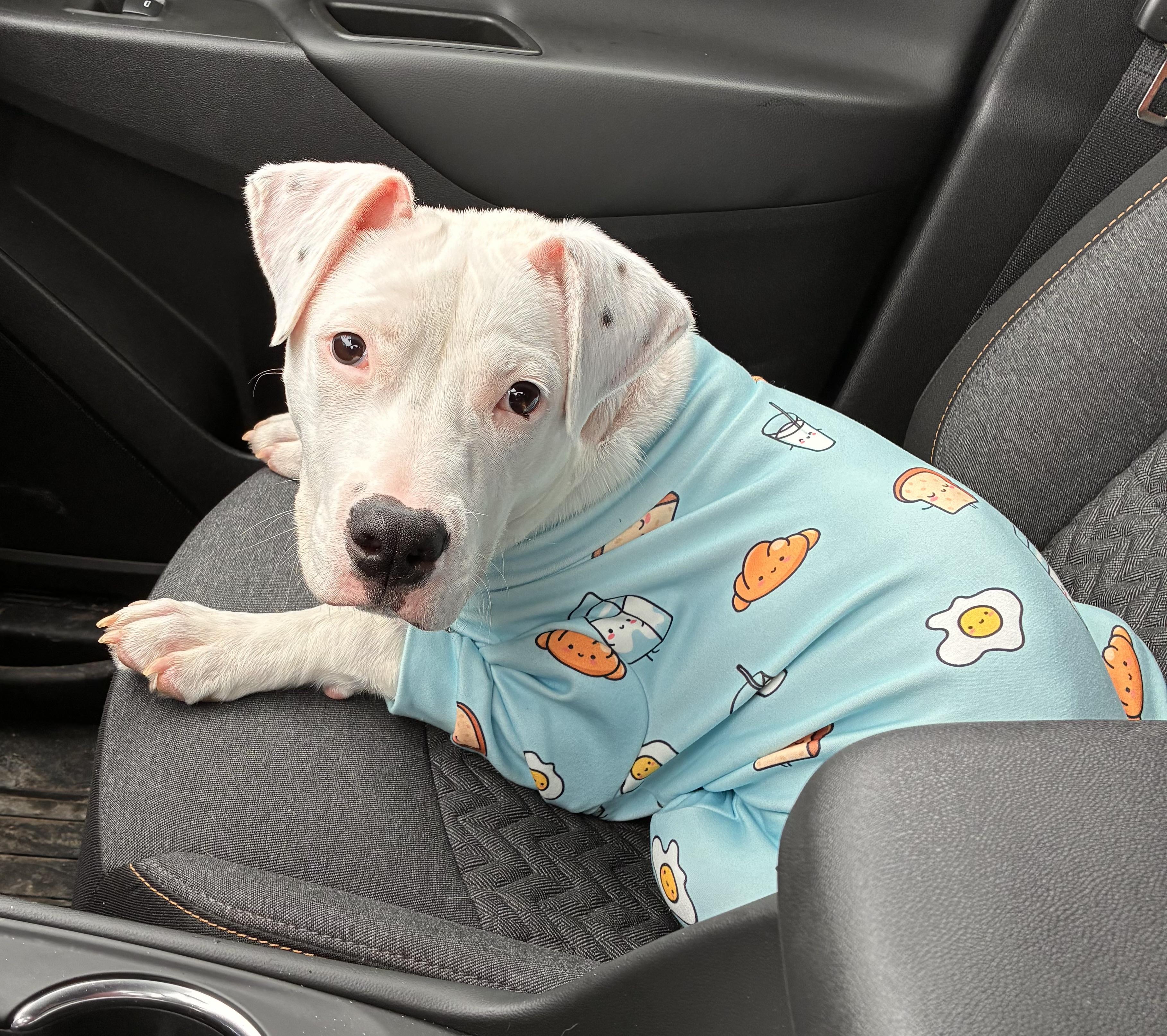 Enlarge Ophelia, a Adopted mixed breed in Troy, MI image 3/6