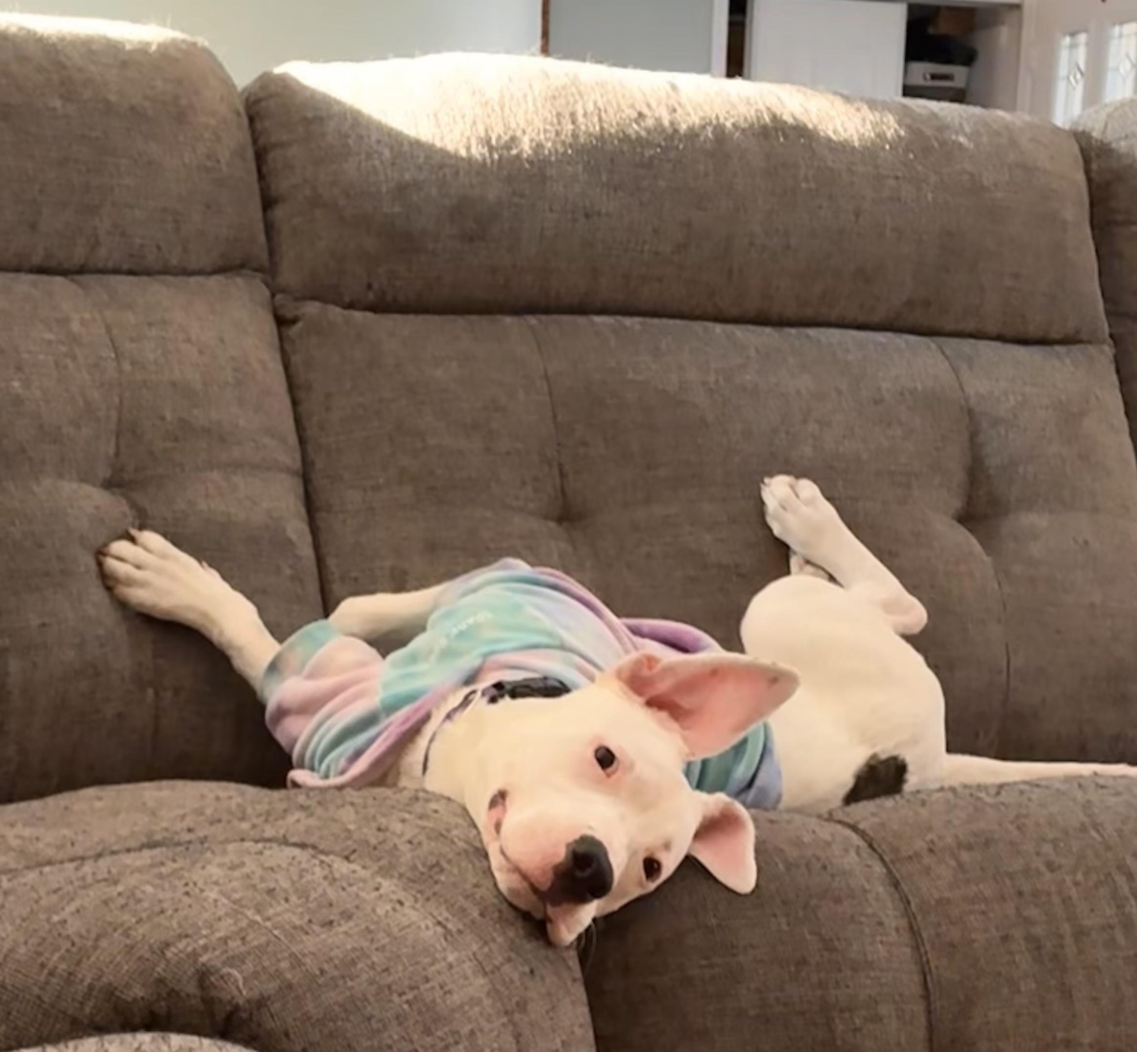 Enlarge Ophelia, a Adopted mixed breed in Troy, MI image 4/6