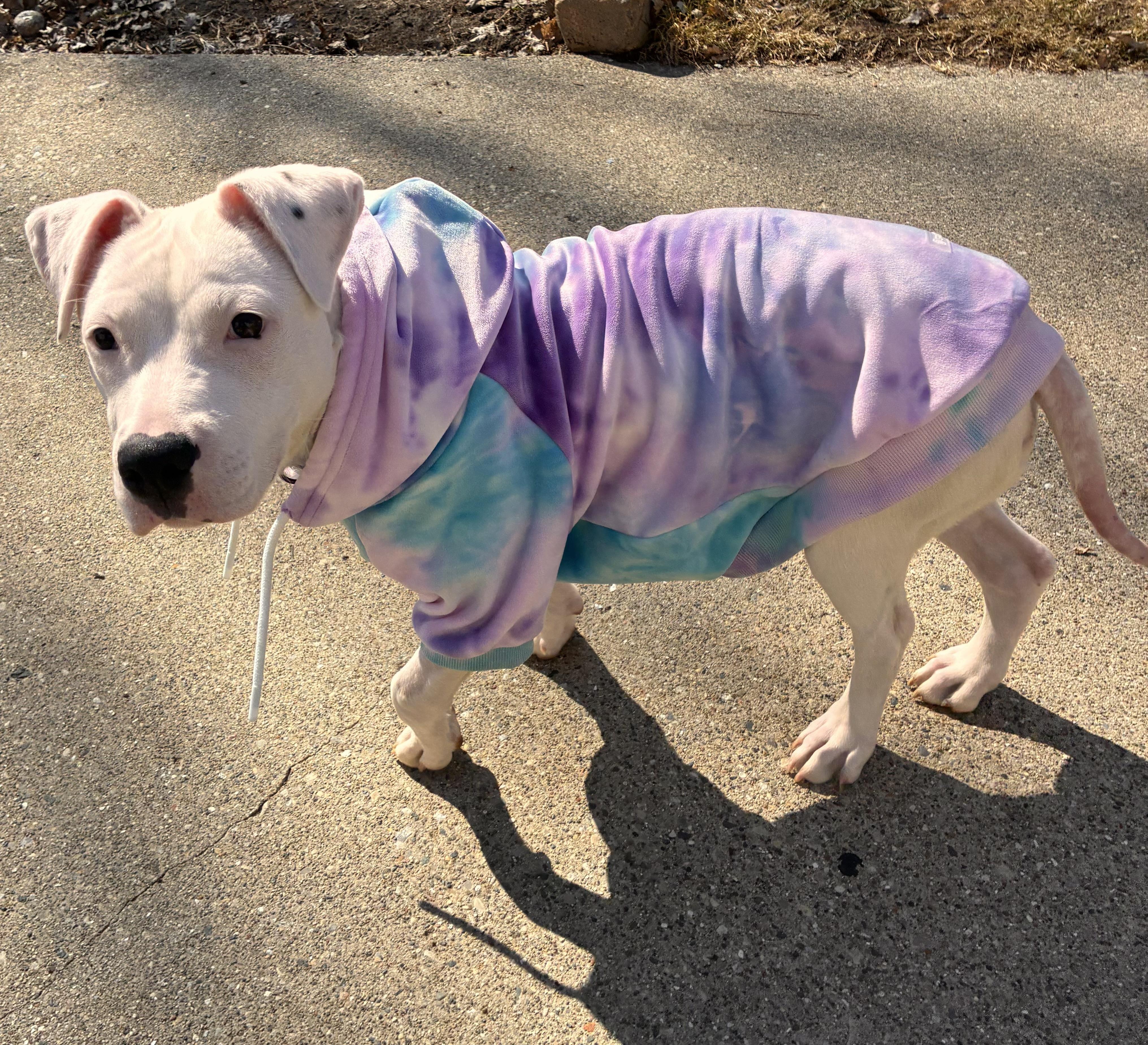 Enlarge Ophelia, a Adopted mixed breed in Troy, MI image 6/6