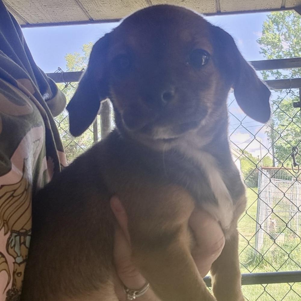 Enlarge AAD Upcoming Arrival! Peter Pan - 26068, a Adoptable mixed breed in Armonk, NY image 1/1