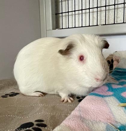 Enlarge Alexandrite, a Adoptable mixed breed in Wheaton, IL image 1/1