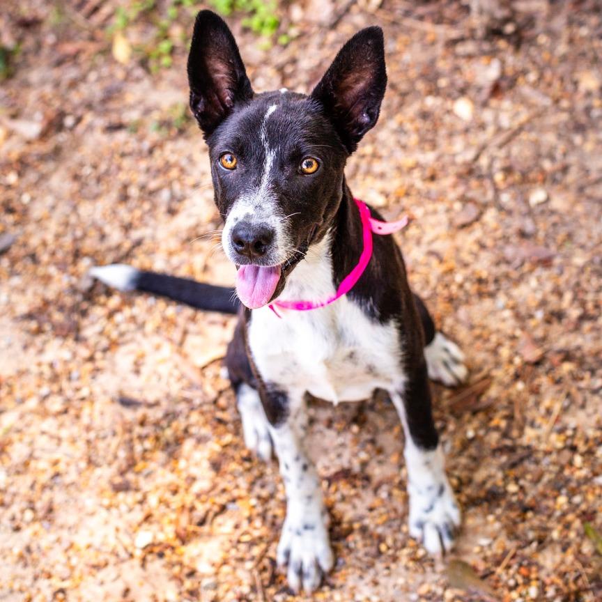 Enlarge Monstera, a Adoptable mixed breed in Hattiesburg, MS image 1/3