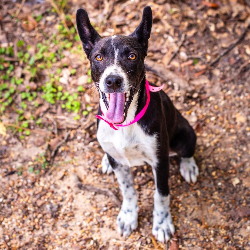 Enlarge Monstera, a Adoptable mixed breed in Hattiesburg, MS image 2/3