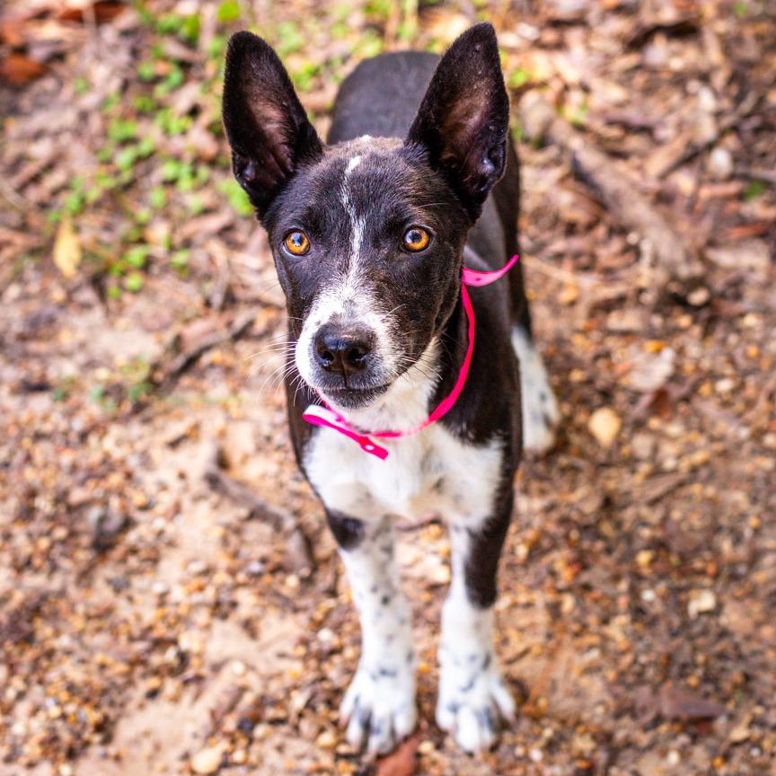 Enlarge Monstera, a Adoptable mixed breed in Hattiesburg, MS image 3/3