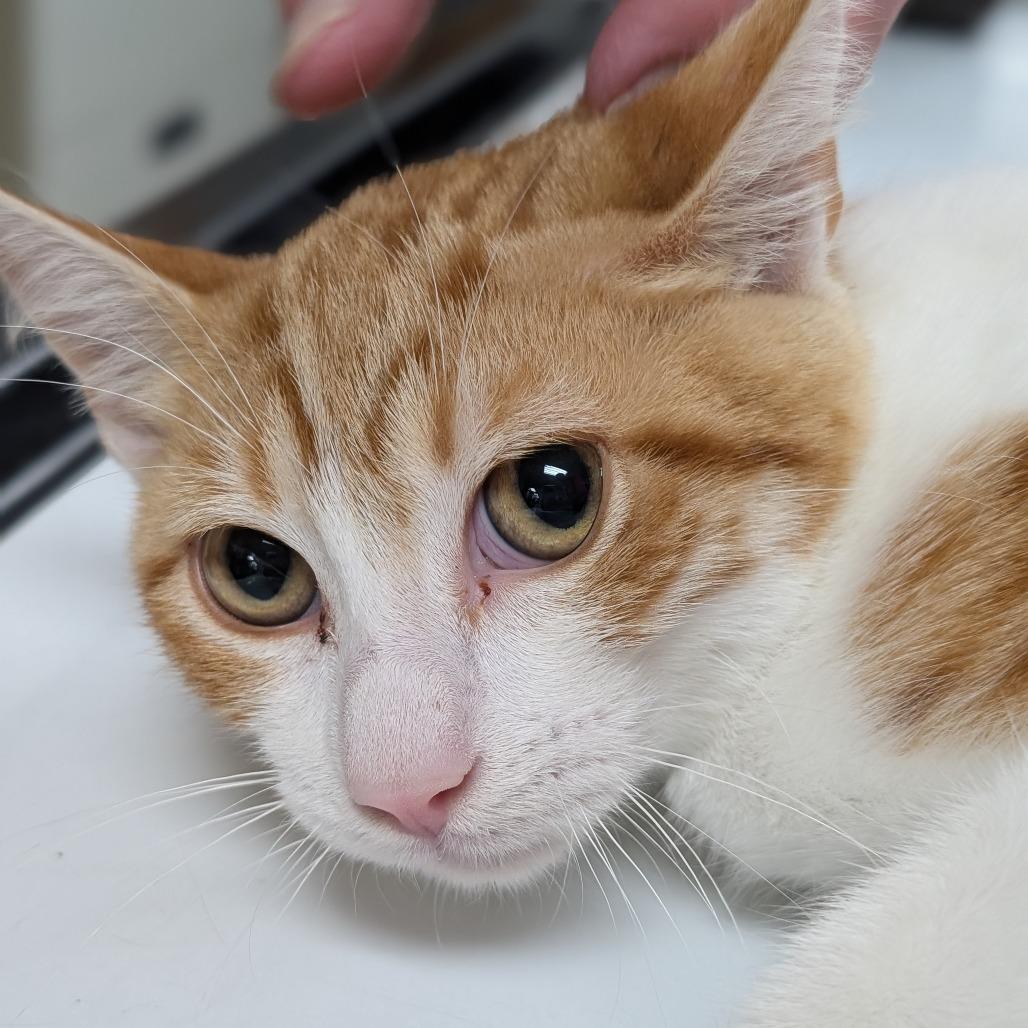 Tyson, Adoptable, Young Male Domestic Short Hair.