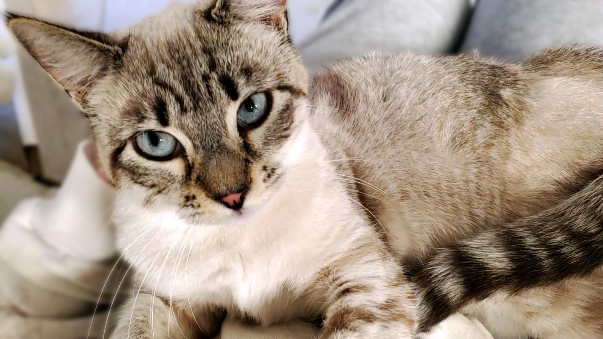 Priya (Preston), ADOPTABLE, Young Female Siamese.