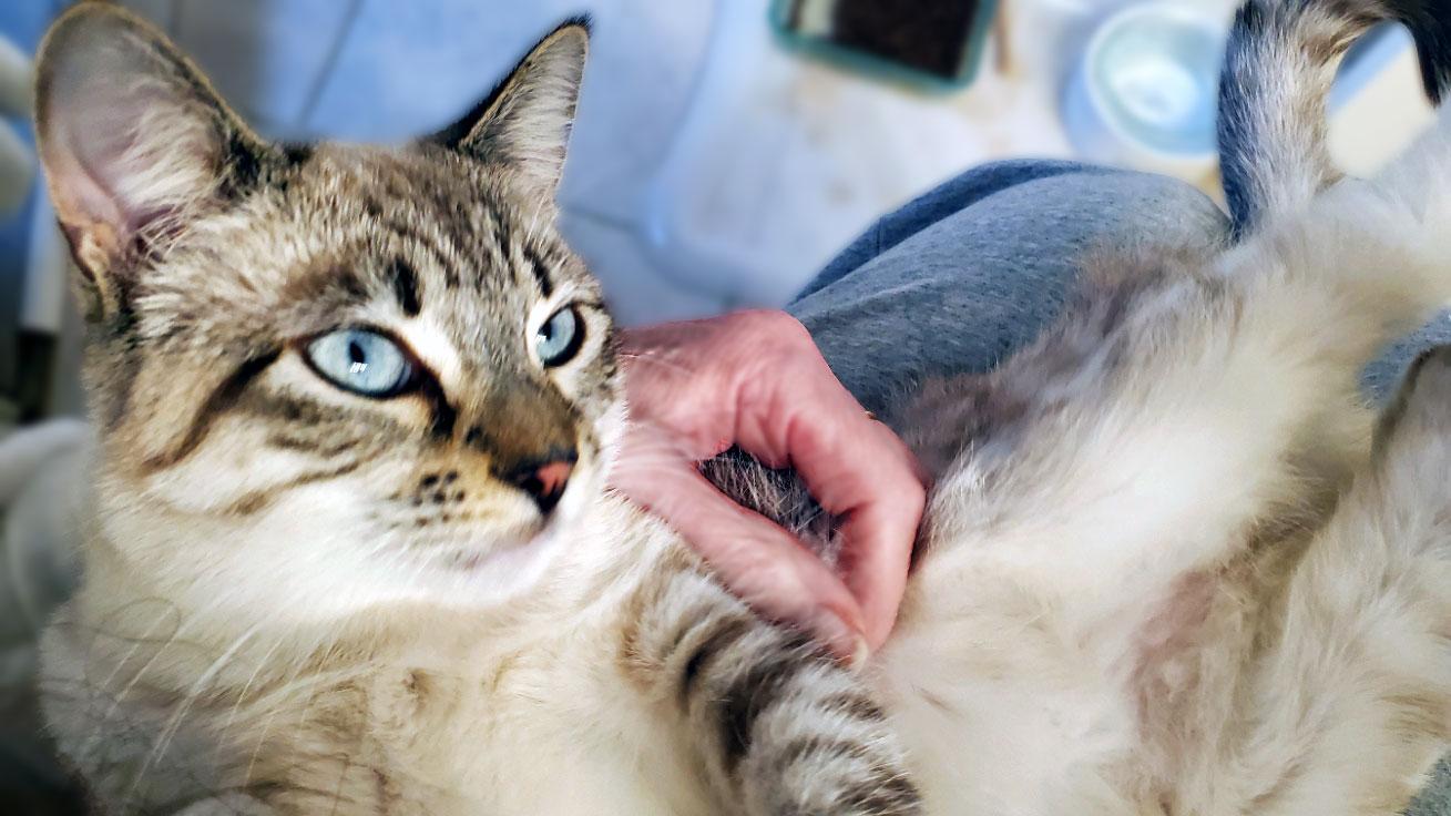 Priya (Preston), a ADOPTABLE mixed breed in Davis, CA image 2/3