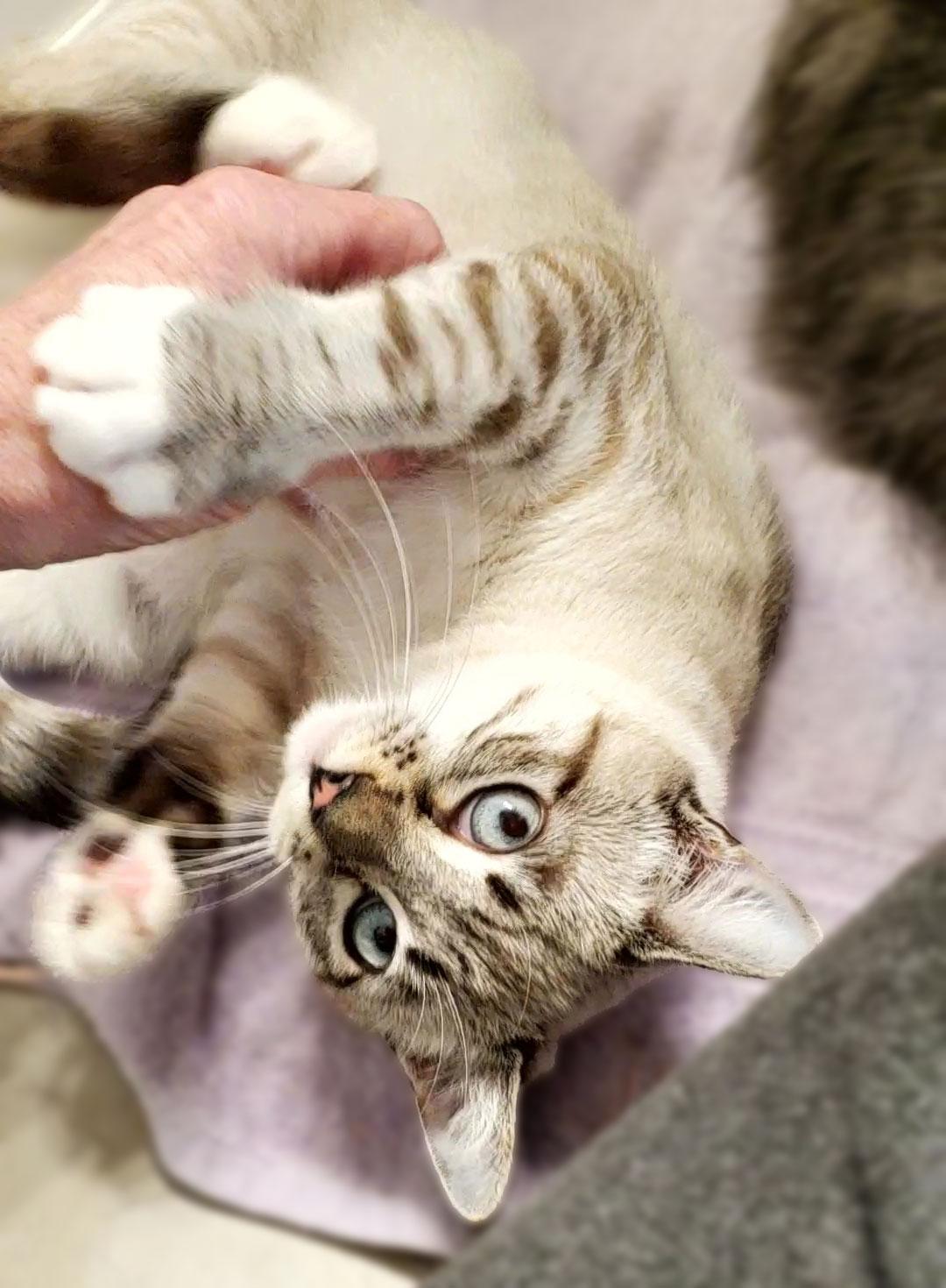 Priya (Preston), a ADOPTABLE mixed breed in Davis, CA image 3/3