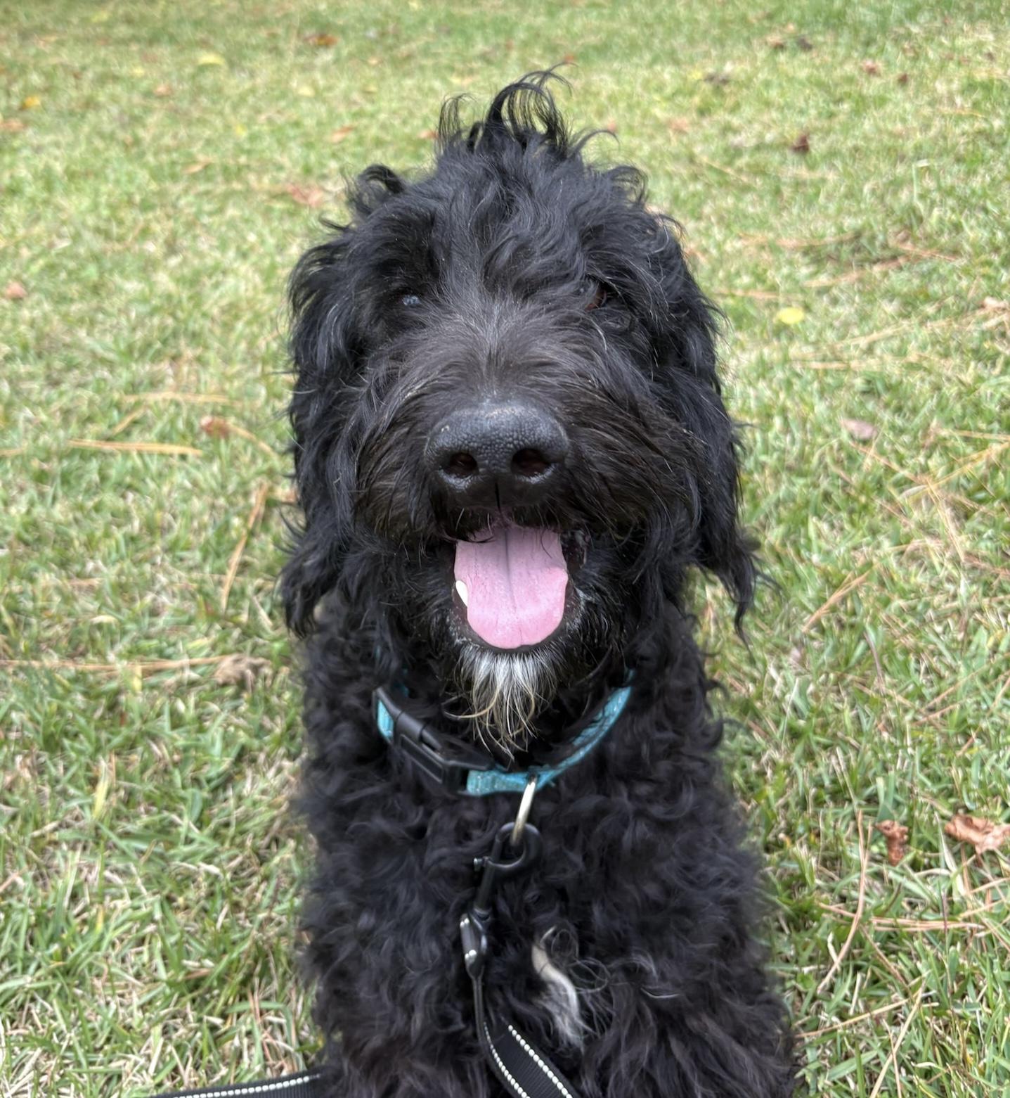 Donnie, a Adoptable mixed breed in Fairfax, VA image 2/6