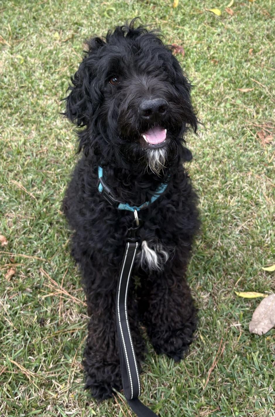 Donnie, a Adoptable mixed breed in Fairfax, VA image 5/6