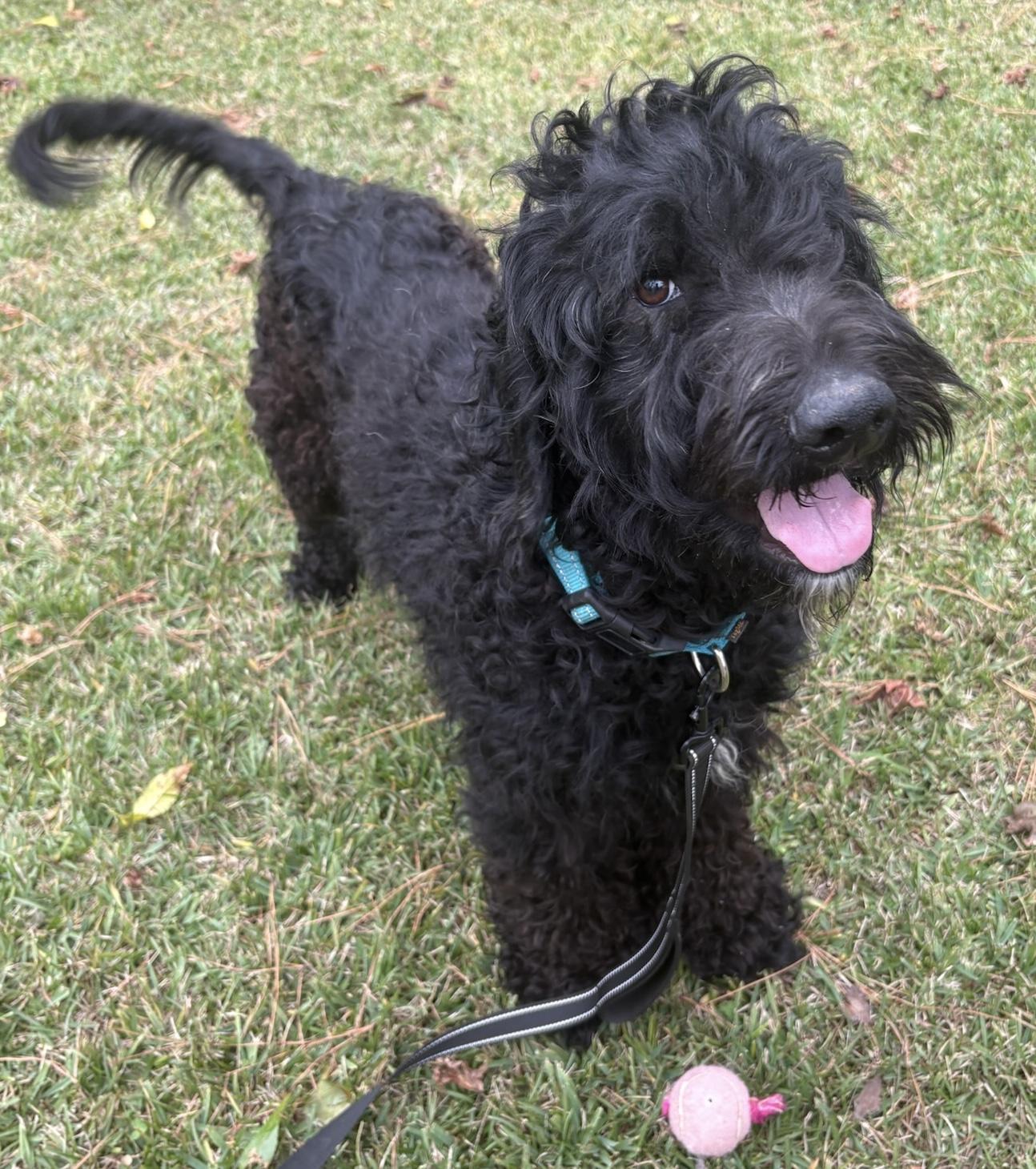 Donnie, a Adoptable mixed breed in Fairfax, VA image 3/6