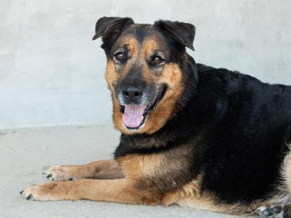 Hera, Adoptable, Senior Female Mixed Breed & Mixed Breed.