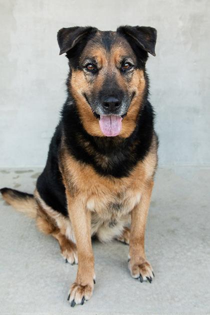 Hera, a Adoptable mixed breed in Longmont, CO image 2/3