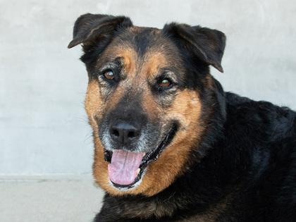 Hera, a Adoptable mixed breed in Longmont, CO image 3/3