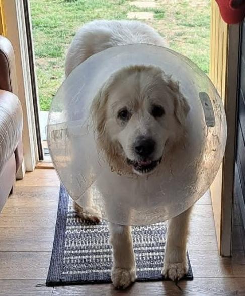 Stella, a ADOPTABLE Great Pyrenees in Claremont, NC image 2/3