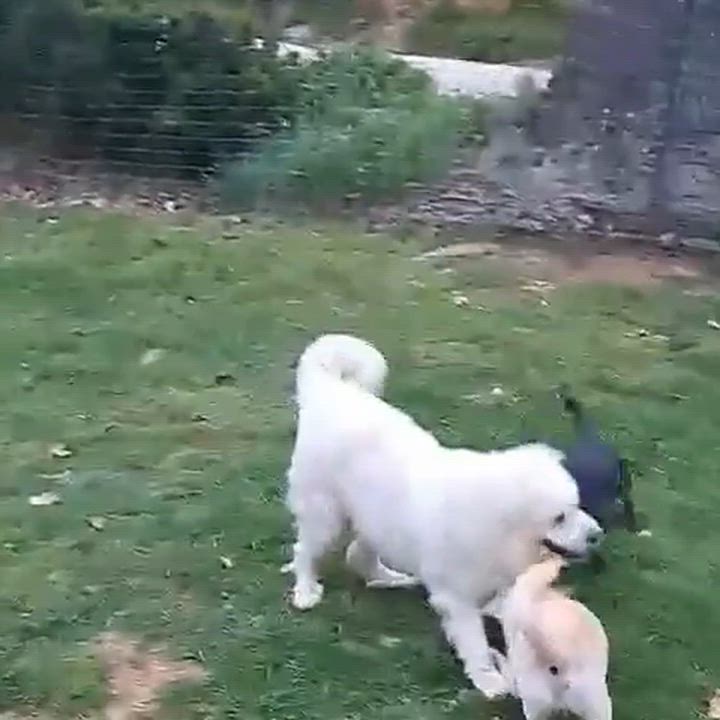 Enlarge Stella, a ADOPTABLE Great Pyrenees in Claremont, NC video 3/3