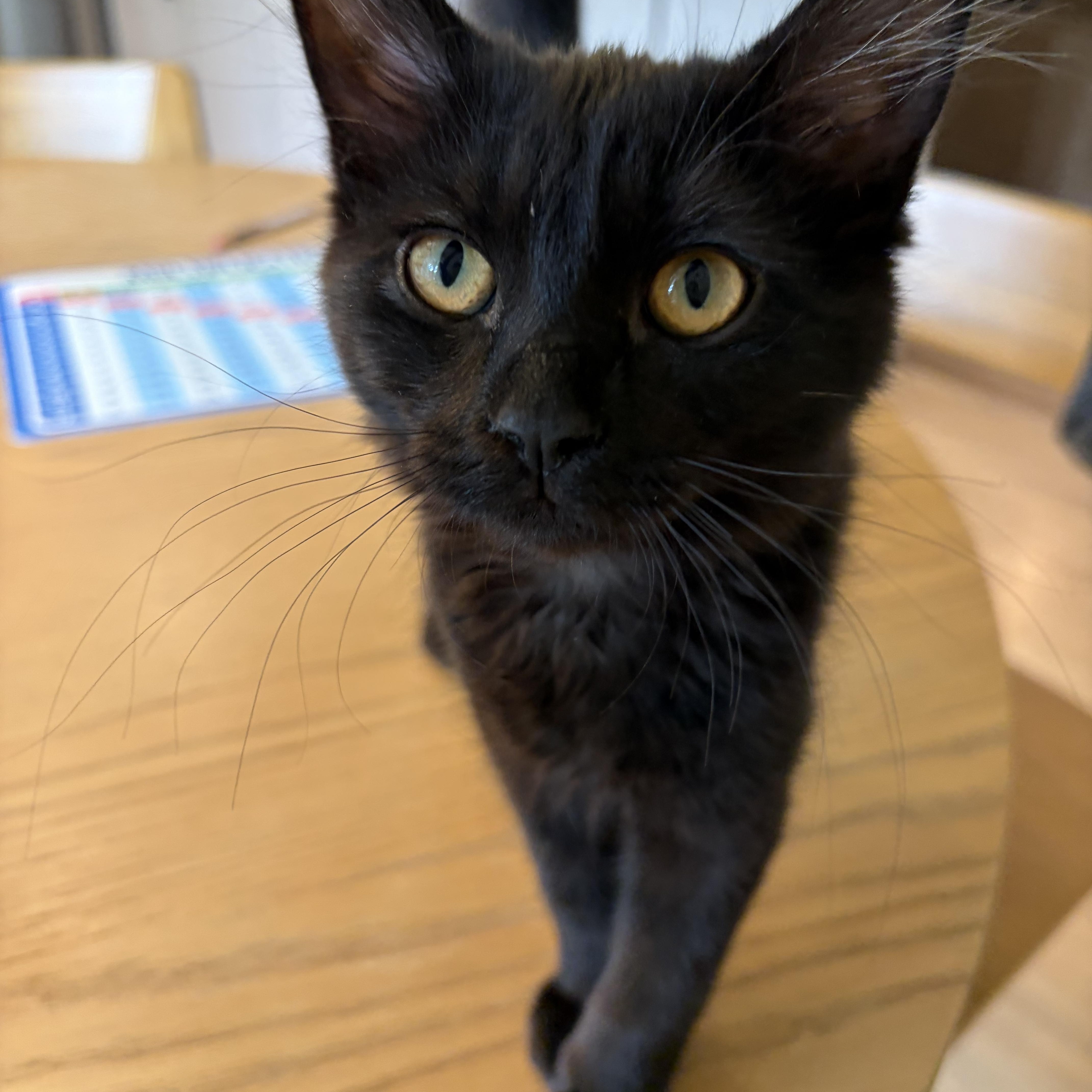 Pepper, a ADOPTABLE Domestic Short Hair in Salt Lake City, UT image 4/6
