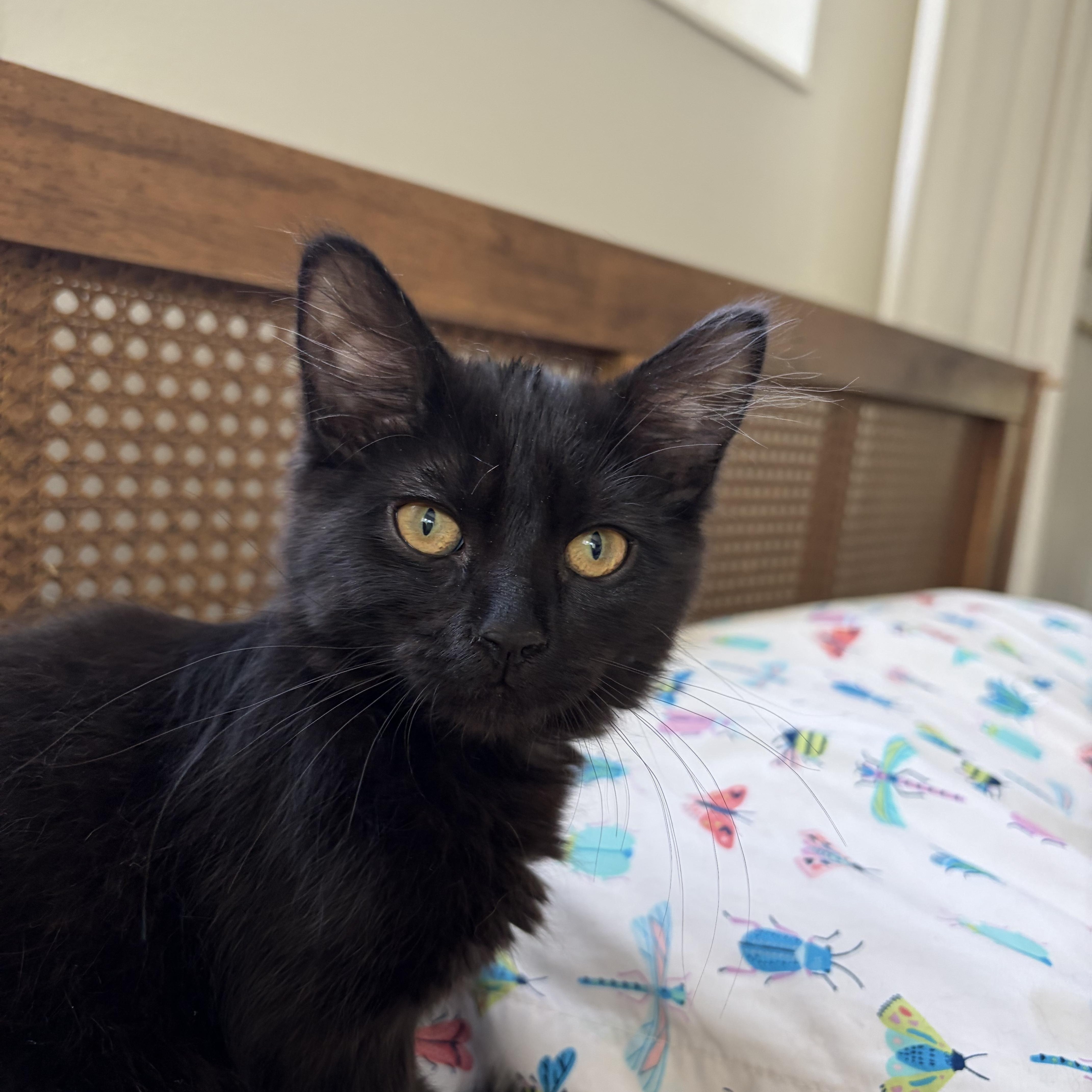 Pepper, a ADOPTABLE Domestic Short Hair in Salt Lake City, UT image 2/6