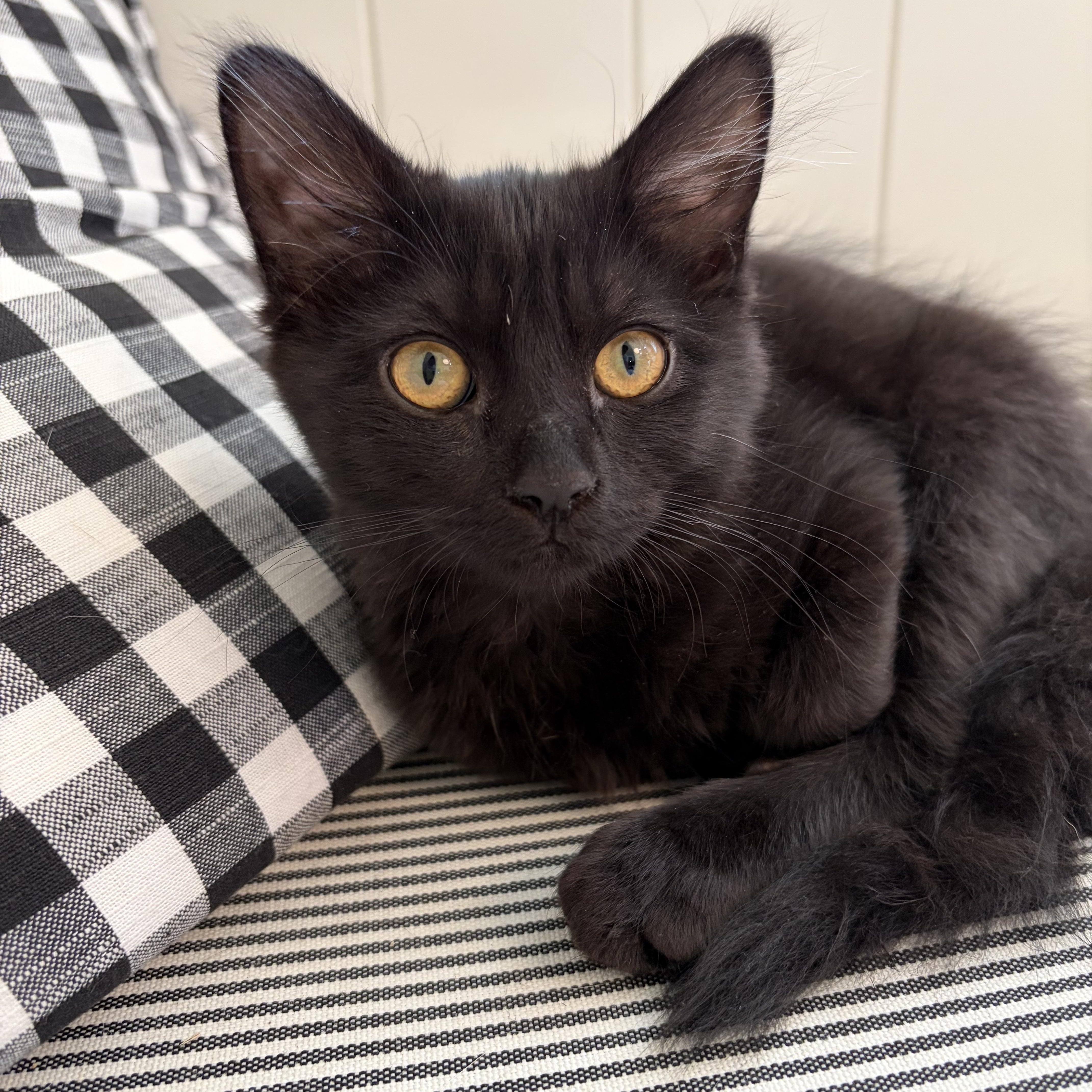 Pepper, a ADOPTABLE Domestic Short Hair in Salt Lake City, UT image 6/6