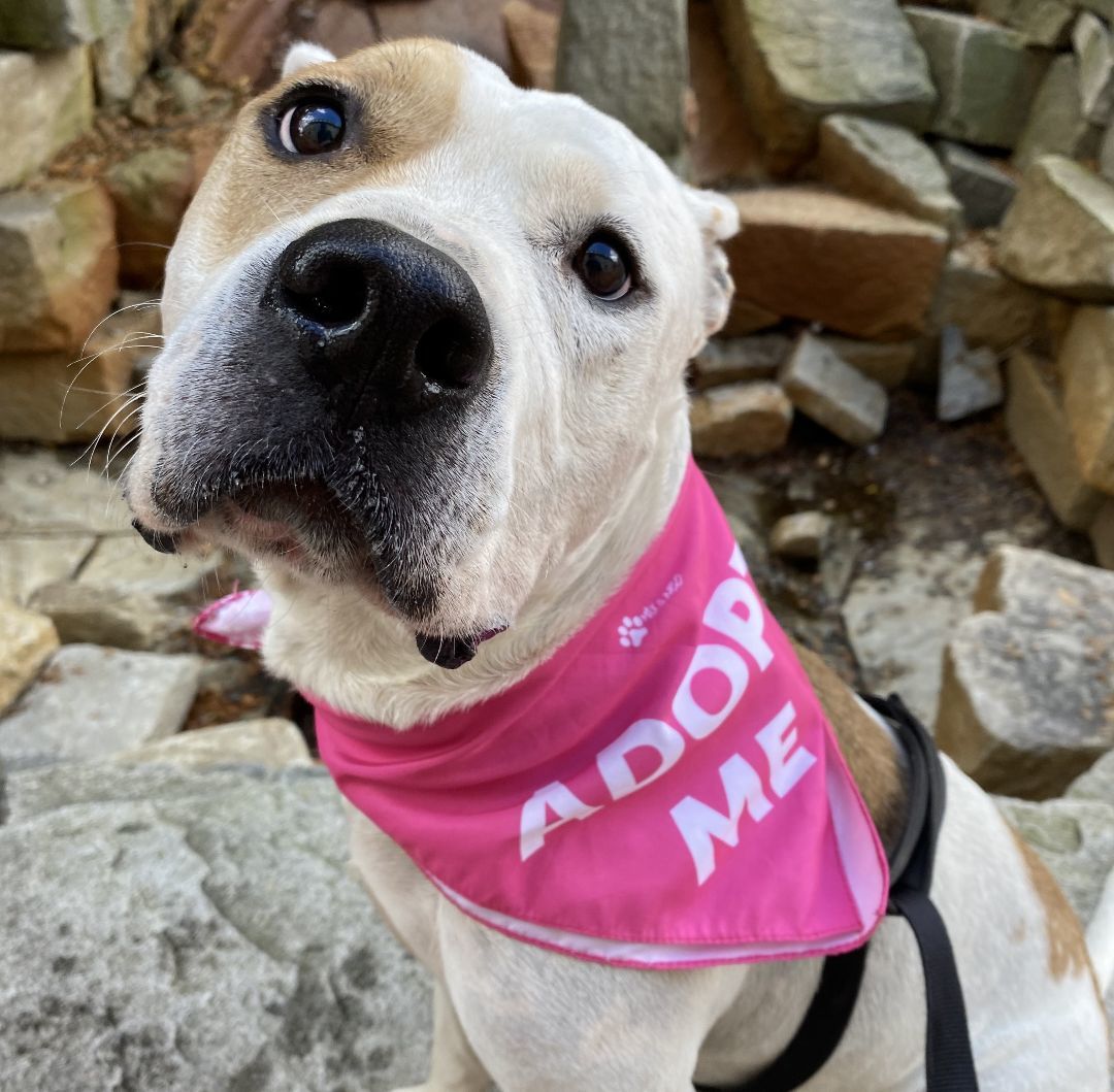 Dog for adoption Calvin, an American Bulldog Mix in Chichester, NH