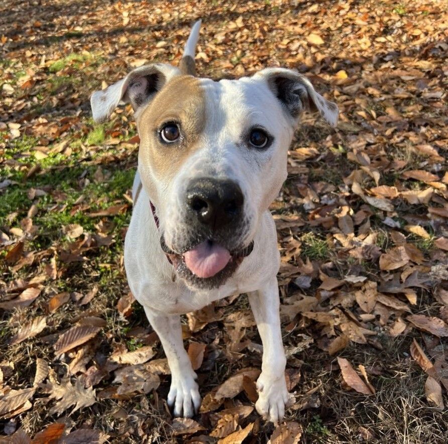Dog for adoption Calvin, an American Bulldog Mix in Chichester, NH