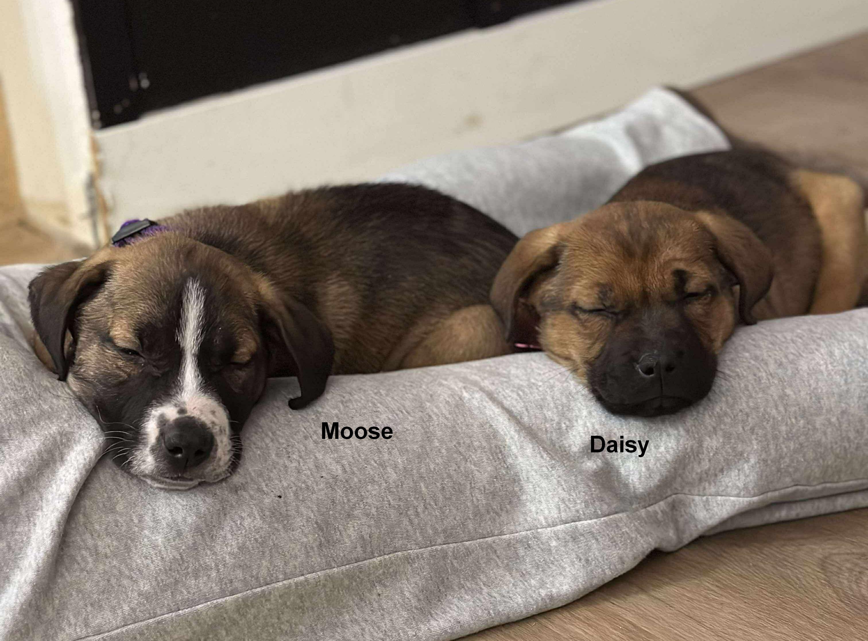 Moose, Adoptable, Puppy Male Pit Bull Terrier & Labrador Retriever.