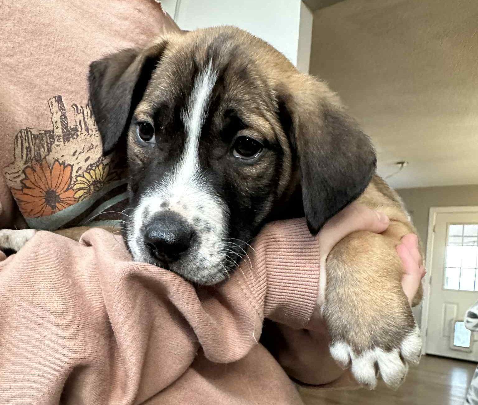 Enlarge Moose, a Adoptable mixed breed in LEWISTON, ID image 2/6