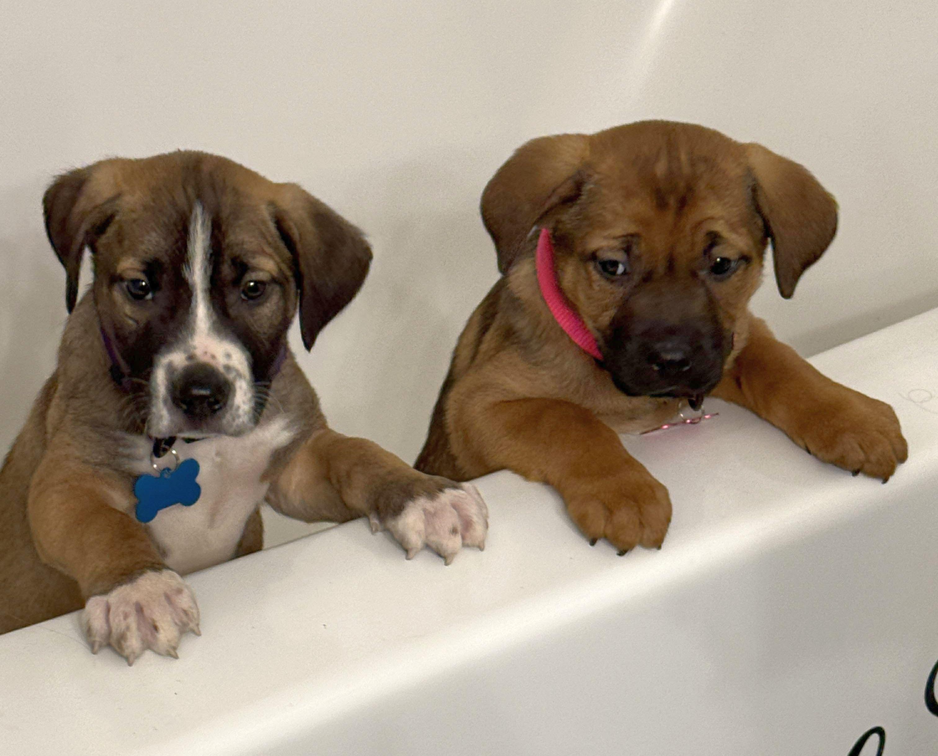 Enlarge Moose, a Adoptable mixed breed in LEWISTON, ID image 3/5