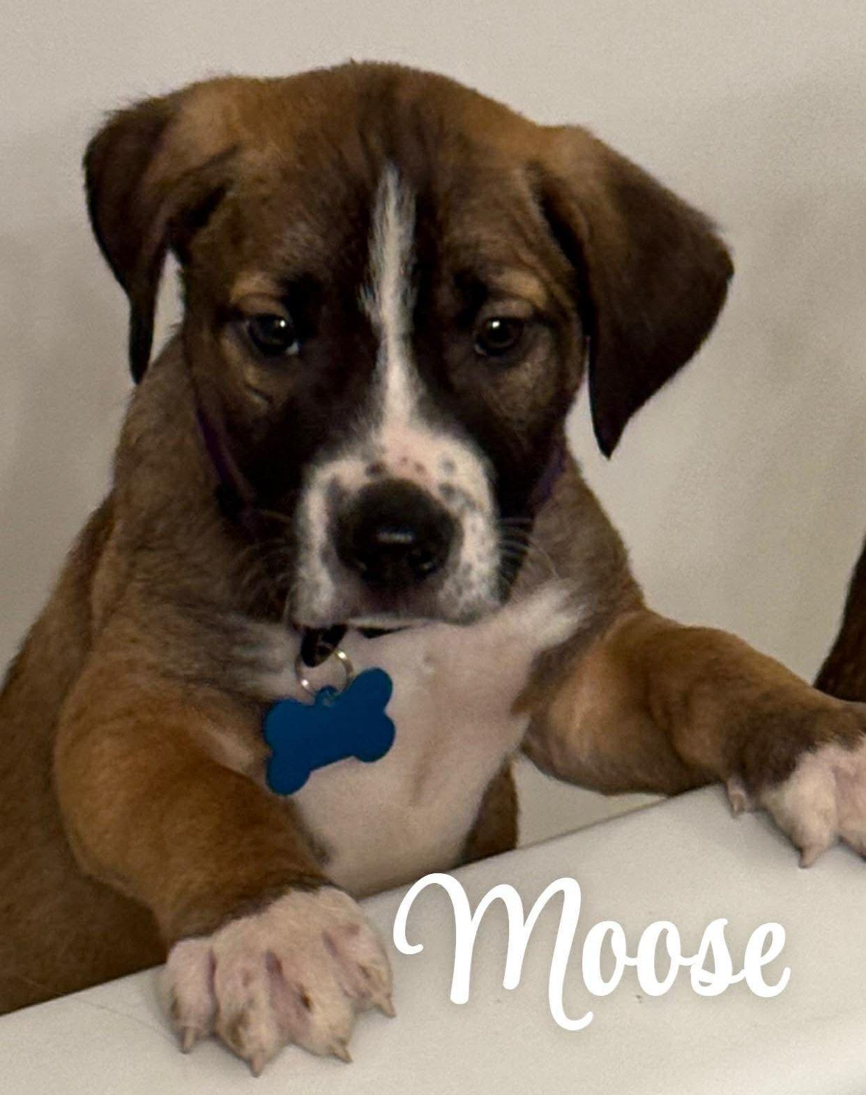 Enlarge Moose, a Adoptable mixed breed in LEWISTON, ID image 4/5