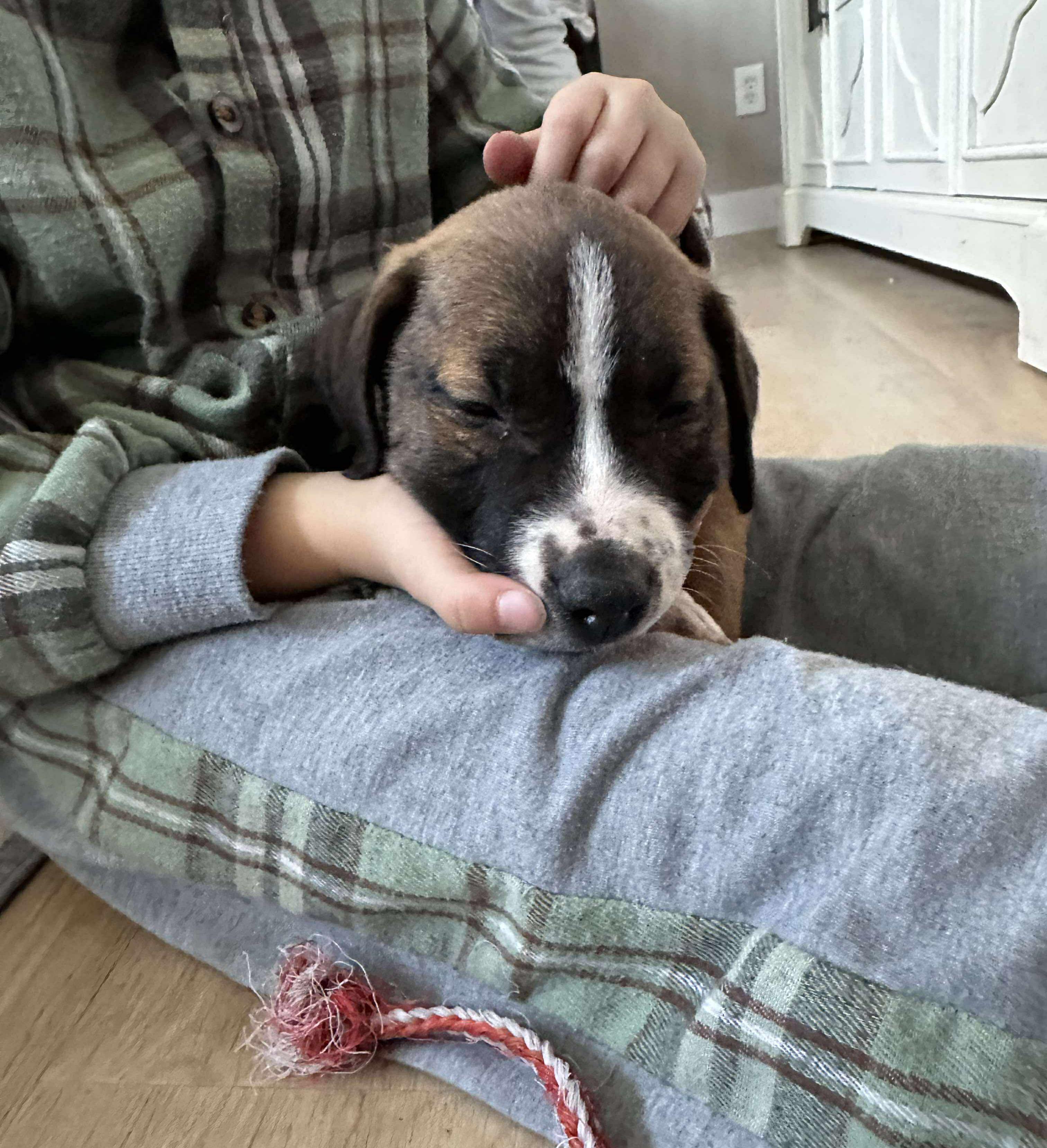 Enlarge Moose, a Adoptable mixed breed in LEWISTON, ID image 5/5