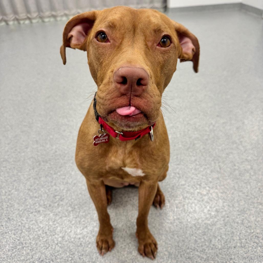 Ushi, Adoptable, Adult Female Great Dane & Pit Bull Terrier.