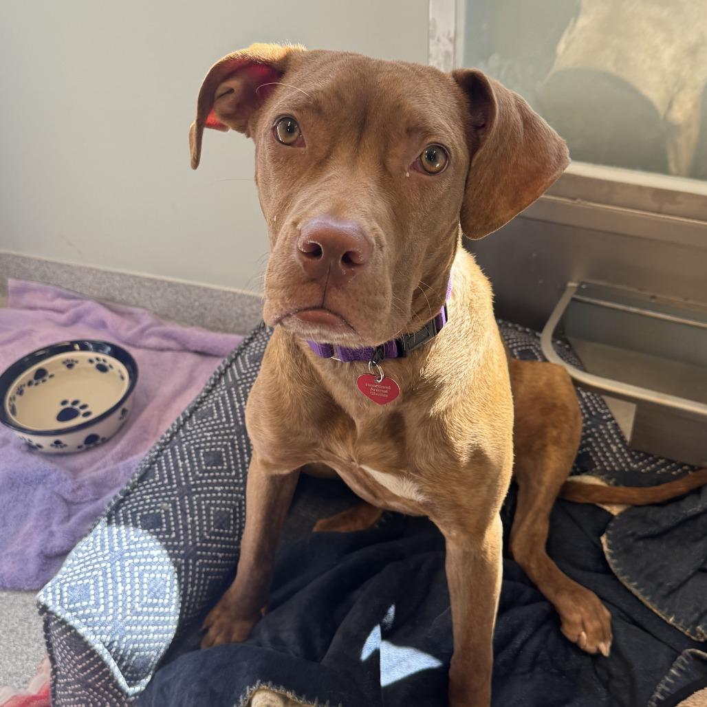 Enlarge Ushi, a Adoptable mixed breed in Wheeling, IL image 2/6