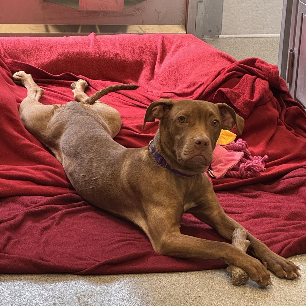Enlarge Ushi, a Adoptable mixed breed in Wheeling, IL image 3/6
