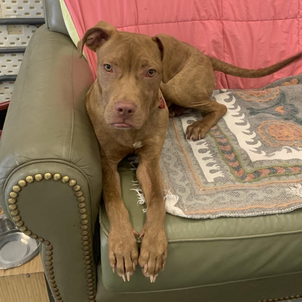 Enlarge Ushi, a Adoptable mixed breed in Wheeling, IL image 4/6