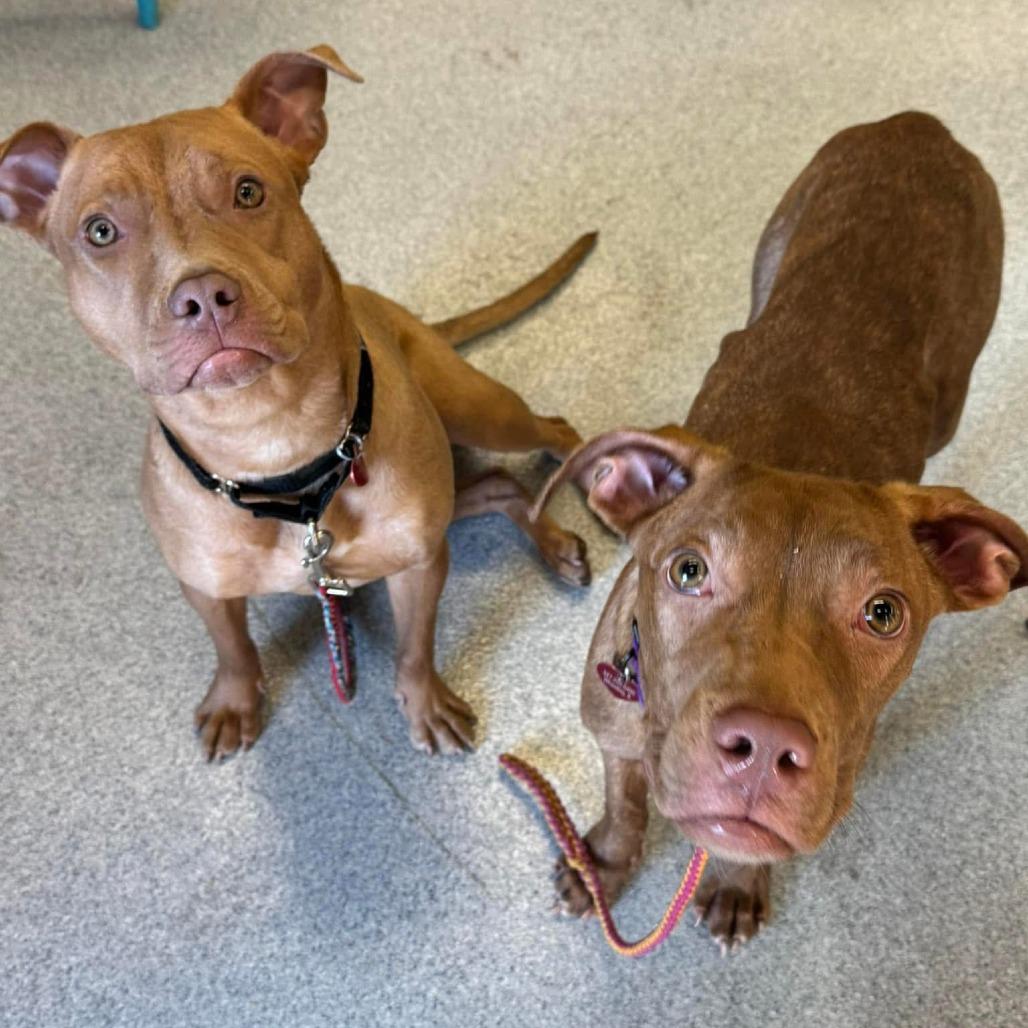 Enlarge Ushi, a Adoptable mixed breed in Wheeling, IL image 6/6