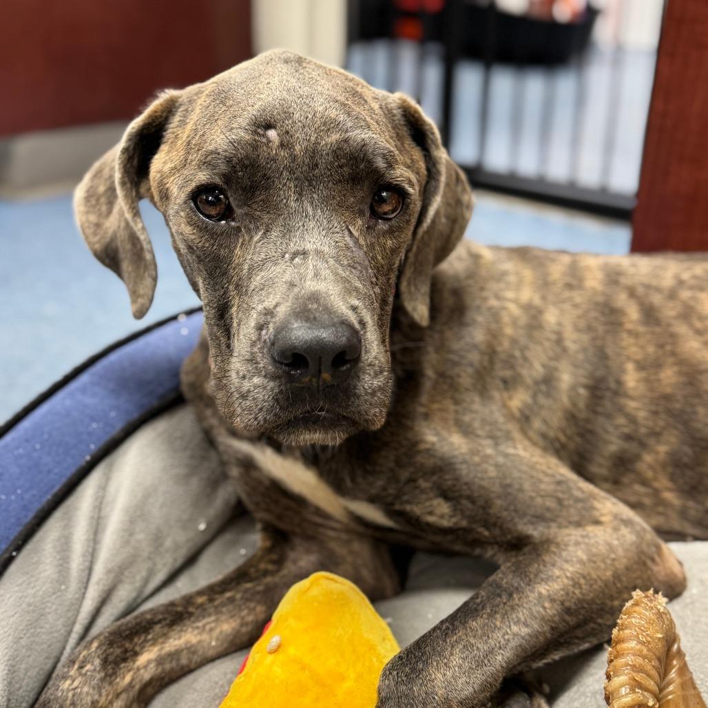 Lainey, Adoptable, Young Female Boxer & Cane Corso.