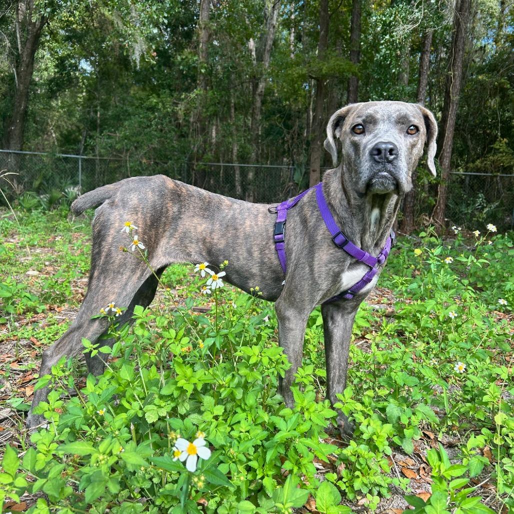 Lainey, a Adoptable mixed breed in Gainesville, FL image 2/6
