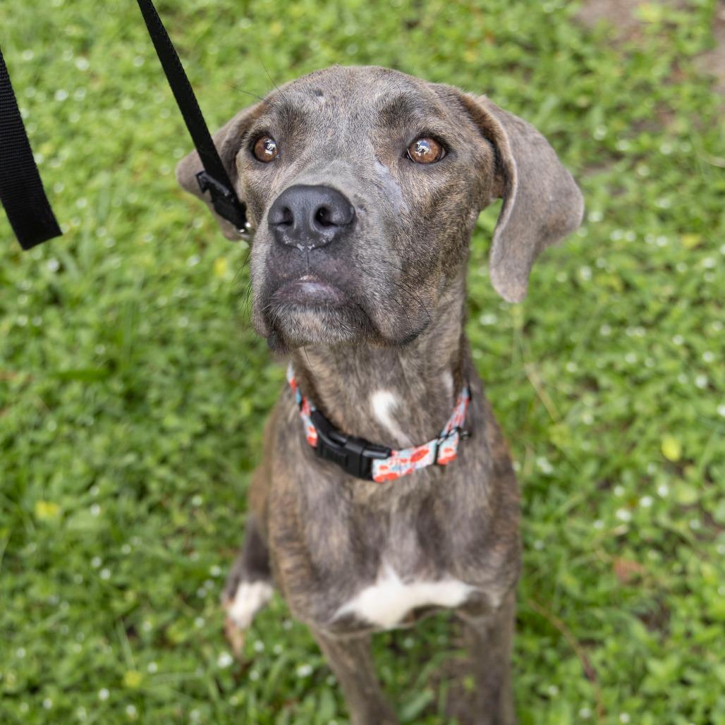 Lainey, a Adoptable mixed breed in Gainesville, FL image 3/6