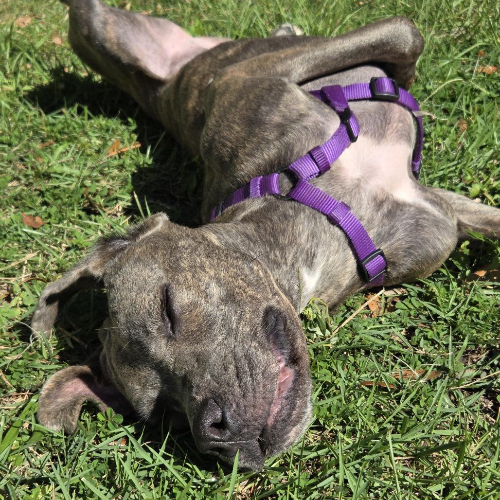 Lainey, a Adoptable mixed breed in Gainesville, FL image 4/6