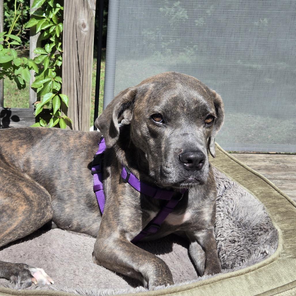 Lainey, a Adoptable mixed breed in Gainesville, FL image 5/6