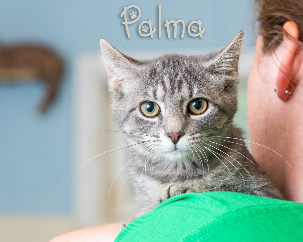 Palma, Adopted, Kitten Female Domestic Short Hair.