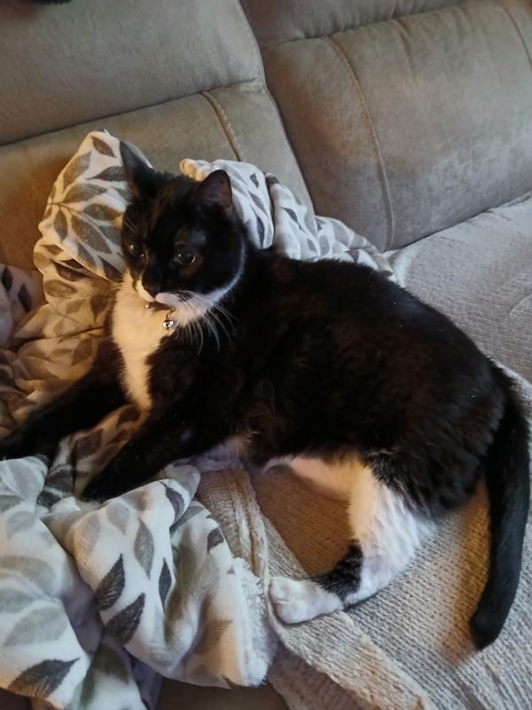 Tashi, Adoptable, Senior Female Domestic Short Hair.